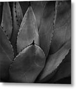 Parrys Agave Metal Print