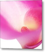 Passion For Flowers. Pink Veil Metal Print