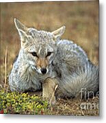 Patagonian Grey Fox Portrait Metal Print