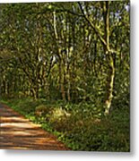 Path Lined With Birch. Metal Print