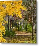 Path Through Autumn Trees Metal Print