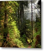 Path Through Redwood Forest Metal Print