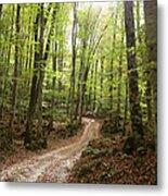 Path To The Beech Forest Metal Print