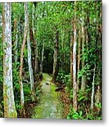 Pathway To The Rainforest Metal Print