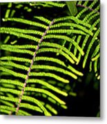 Pauched Coral Fern Metal Print