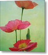 Pavots Crescendo Metal Print