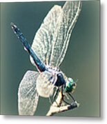 Peaceful Pause Metal Print