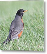 Peaceful Robin Metal Print