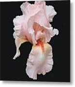 Peach Bearded Iris Metal Print
