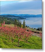 Peach Orchard In Bloom In Lake Country Metal Print