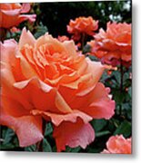 Peach Roses Metal Print