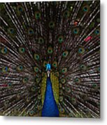 Peacock - Looking At You Metal Print