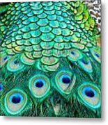 Peacock Back Metal Print