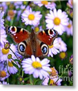 Peacock Butterfly Perched On The Daisies Metal Print