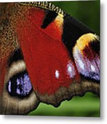 Peacock Butterfly Wing Detail Metal Print