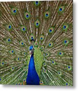 Peacock Metal Print