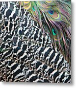 Peacock Feathers Metal Print