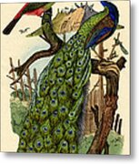 Peacock Metal Print