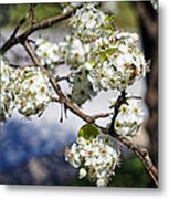 Pear Blossom Pollinator Metal Print