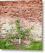 Pear Tree Metal Print