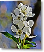 Pearl Bush Metal Print