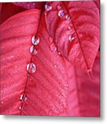 Pearls On Poinsettia Metal Print