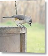 Peeking Chickadee Metal Print