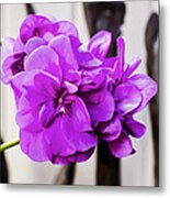 Pelargonium Metal Print