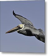 Pelican In Flight Metal Print