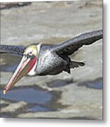 Pelican In Flight Metal Print