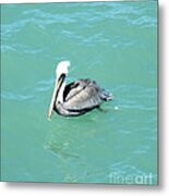 Pelican Metal Print