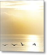 Pelicans Over Malibu Beach California Metal Print