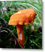Pennsylvania Woodland Fungi 4 Metal Print