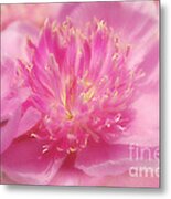 Peony Dream Metal Print