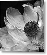 Peony Glory Metal Print