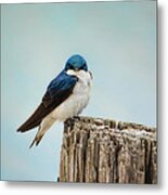 Perched And Waiting Metal Print