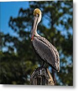 Perched And Watching Metal Print