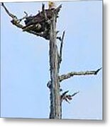 Perched Eagle Metal Print