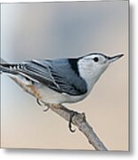 Perching Nuthatch Metal Print