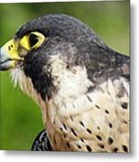 Peregrine Falcon Metal Print