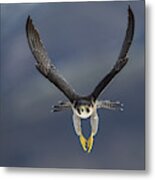 Peregrine Falcon Flying Metal Print