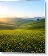 Perfect Field Of Spring Grass,tuscany,italy Metal Print