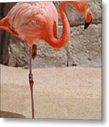 Perfect Pink Flamingo Metal Print