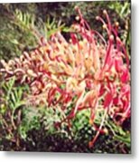 Australian Grevillea Flower Metal Print