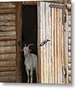 Pet Goat Metal Print