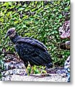 Petitjean Vulture Metal Print