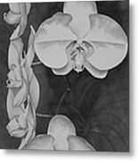 Phalaenopsis Beauty in Contrast Metal Print