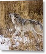 Phantom Lake Wolf Metal Print