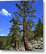 Trees Near Emerald Bay Lake Tahoe Metal Print