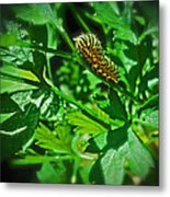 Macro Monarch Caterpillar Metal Print